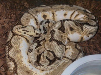 Ball python