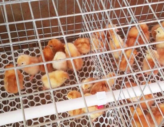 Free Chicks