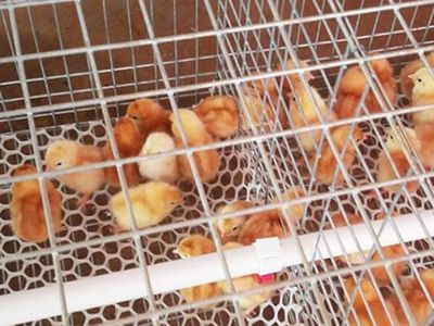 Free Chicks