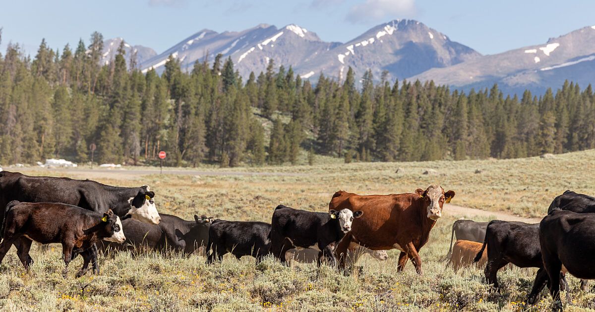 Looking for Pasture to Lease or Permits in Utah or Juab County