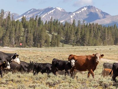 Looking for Pasture to Lease or Permits in Utah or Juab County