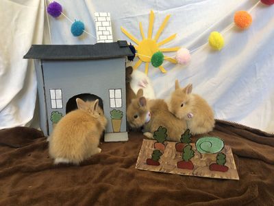 Angora Lionhead Bunnies
