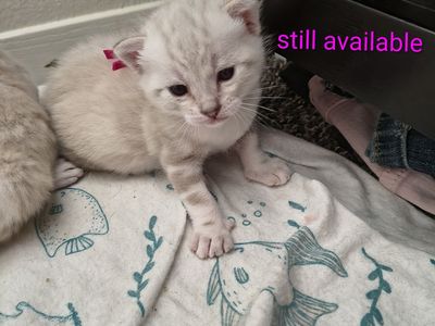 marble Bengal kittens for sale please read ad