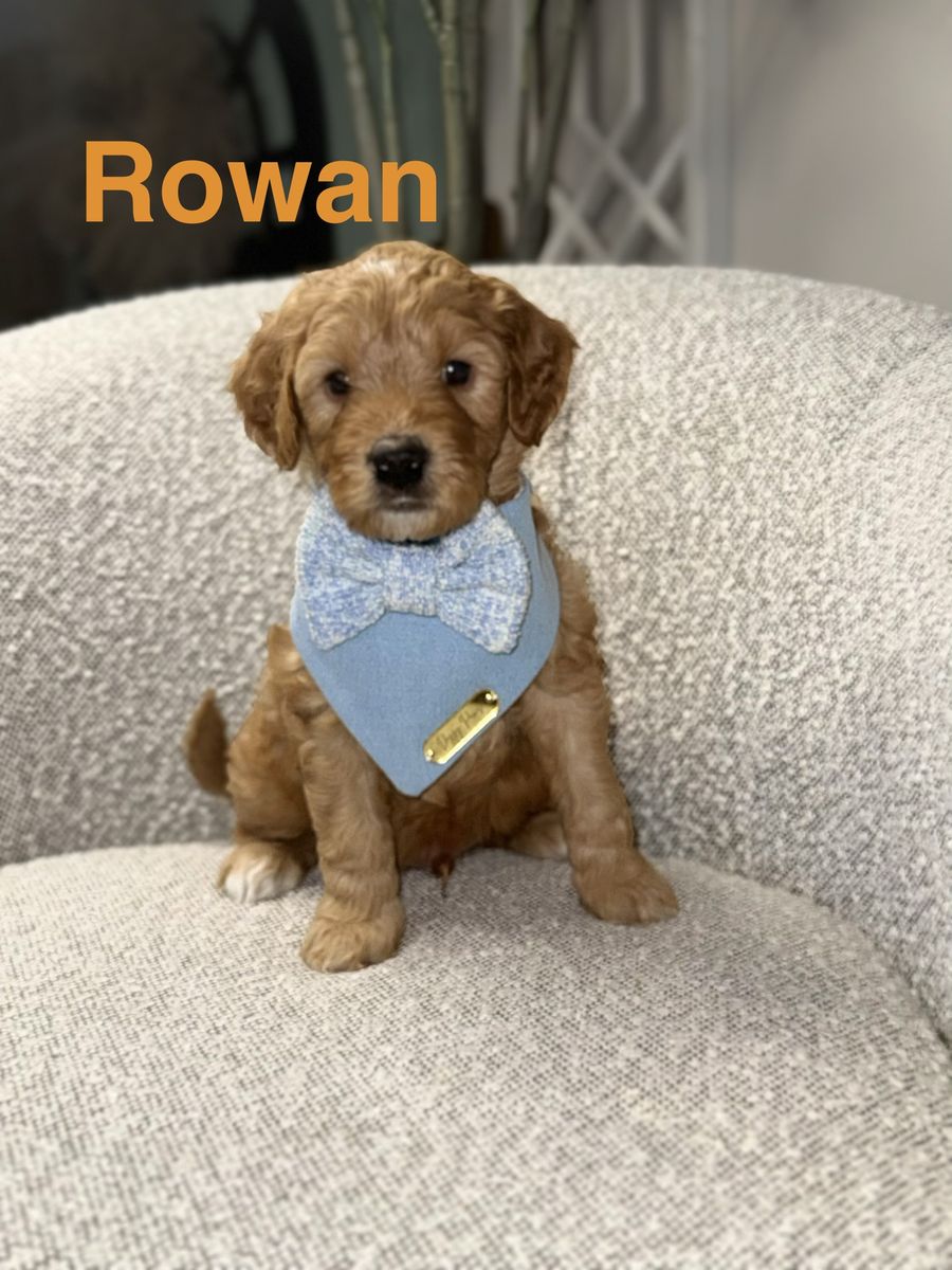 Mini Goldendoodle Puppy– Ready Now