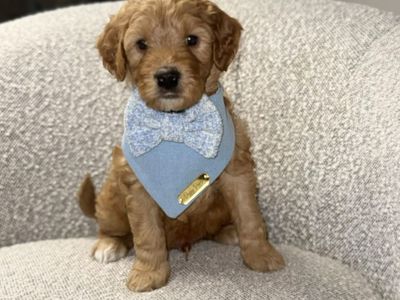 Mini Goldendoodle Puppy– Ready Now