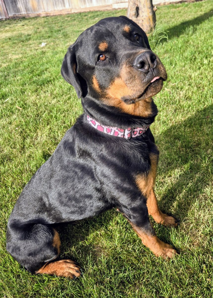 Female Rottweiler