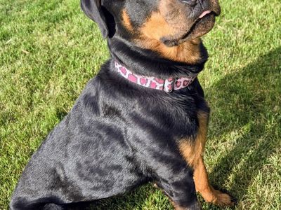 Female Rottweiler