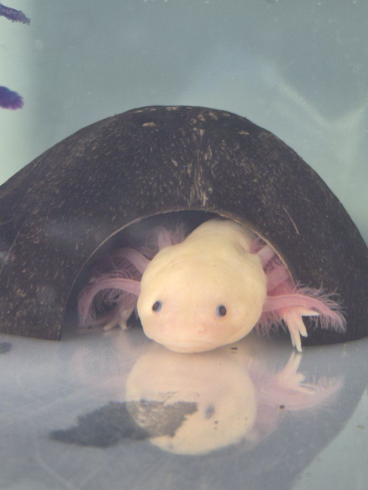 Leucistic Axolotl female