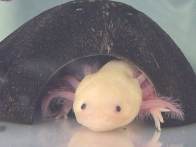 Leucistic Axolotl female