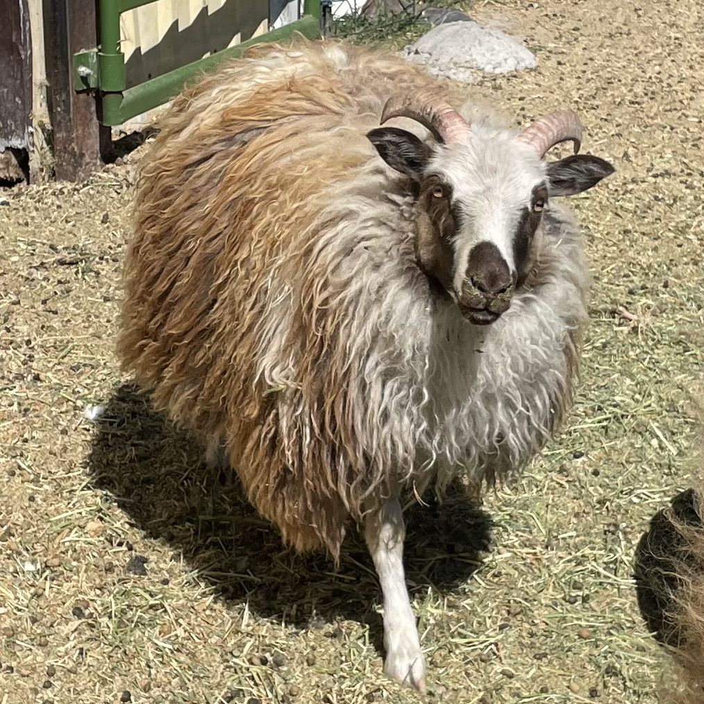 Icelandic ewe lambs