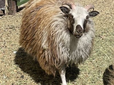 Icelandic ewe lambs