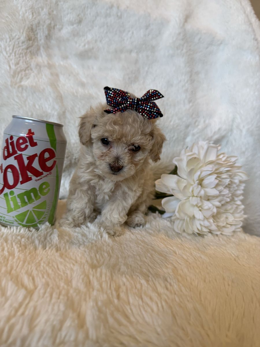 Toy poodle puppies