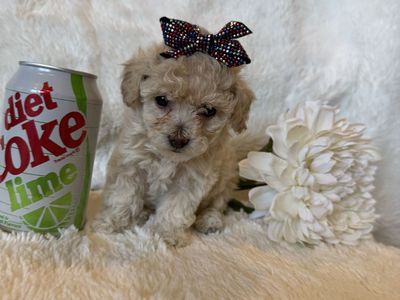 Toy poodle puppies
