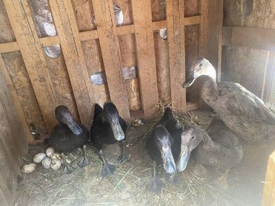 Ducks And Ducklings for Sale! $5