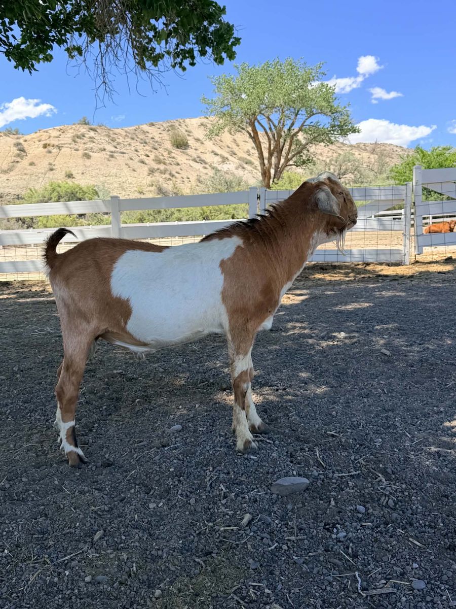 ADGA Registered Purebred Nubian Buck