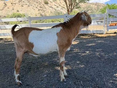 ADGA Registered Purebred Nubian Buck