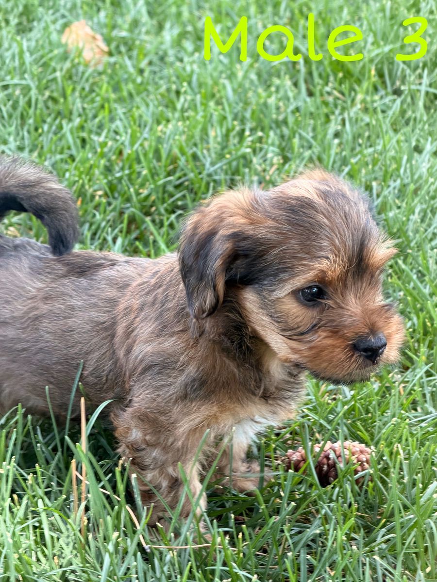 2 yorkie puppies left!