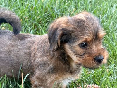 2 yorkie puppies left!