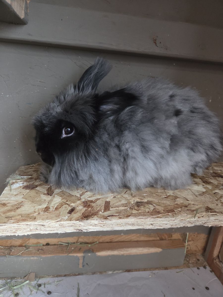 Free English angora Lionhead mix