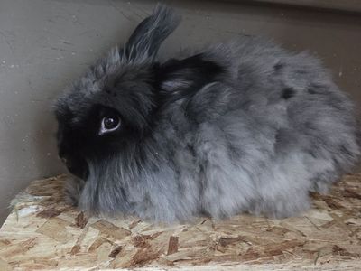 Free English angora Lionhead mix