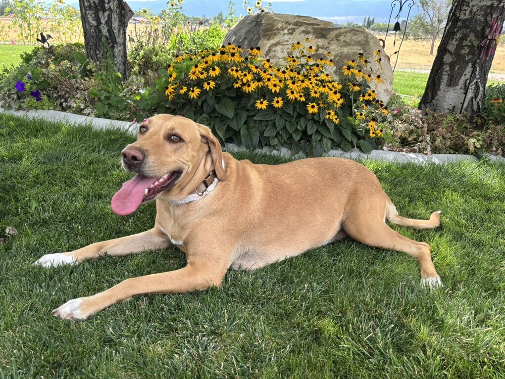 Female Yellow Lab Mix Urgent Need For A Home