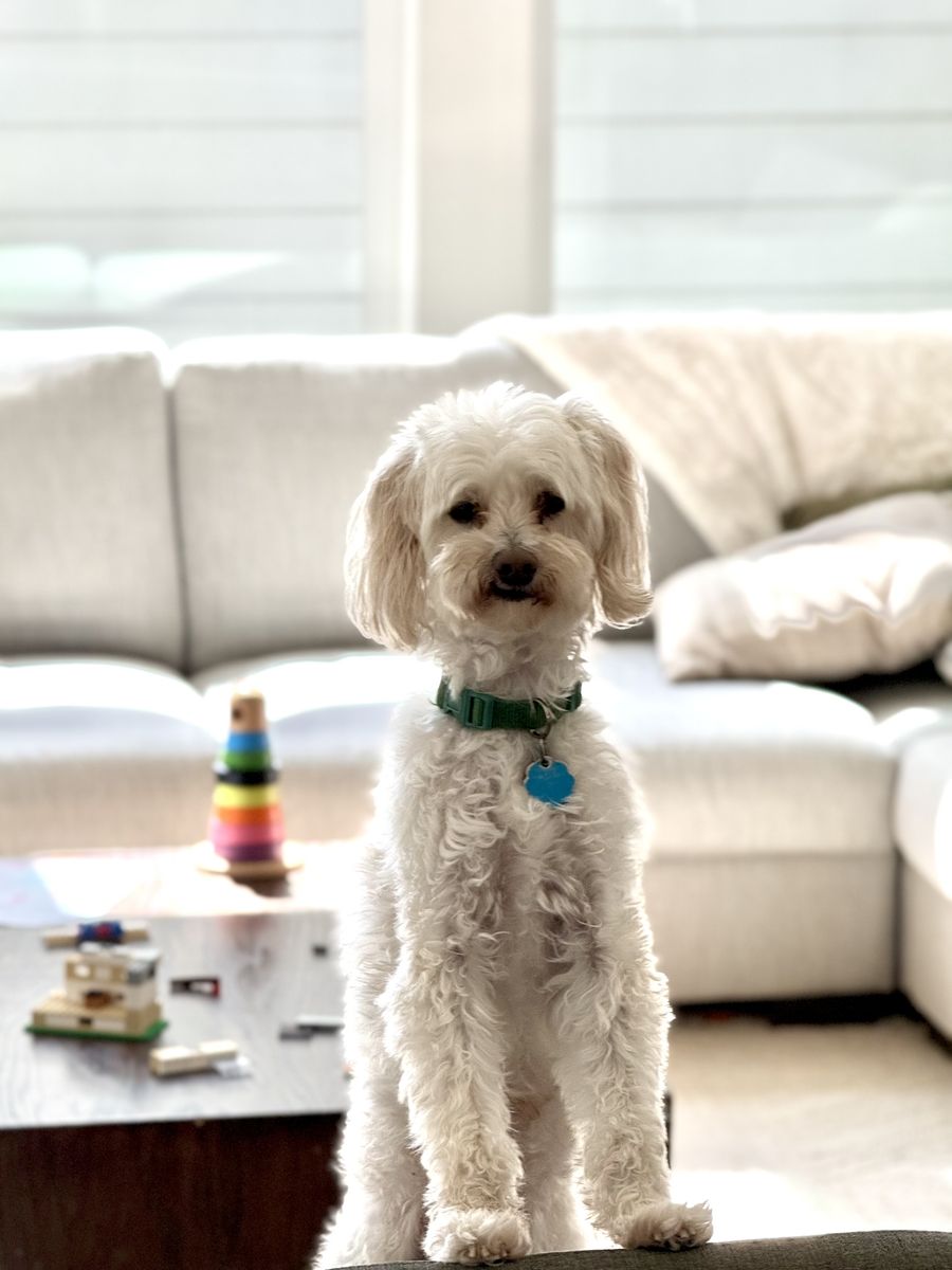 Chewy — 11-Year-Old Bichon Poodle