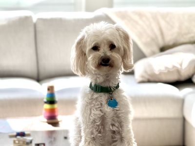 Chewy — 11-Year-Old Bichon Poodle