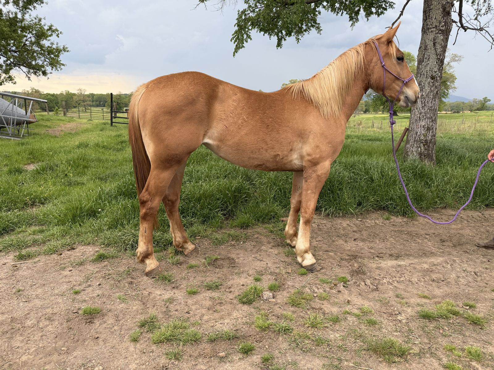 2 year old Halflinger X filly 14.2hh