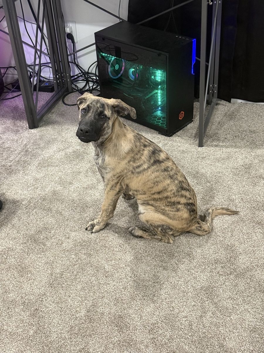 Rare Brindle Rottweiler/Lab mix Puppy -4.5 Months!