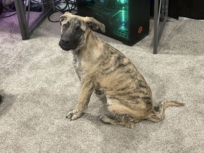 Rare Brindle Rottweiler/Lab mix Puppy -4.5 Months!