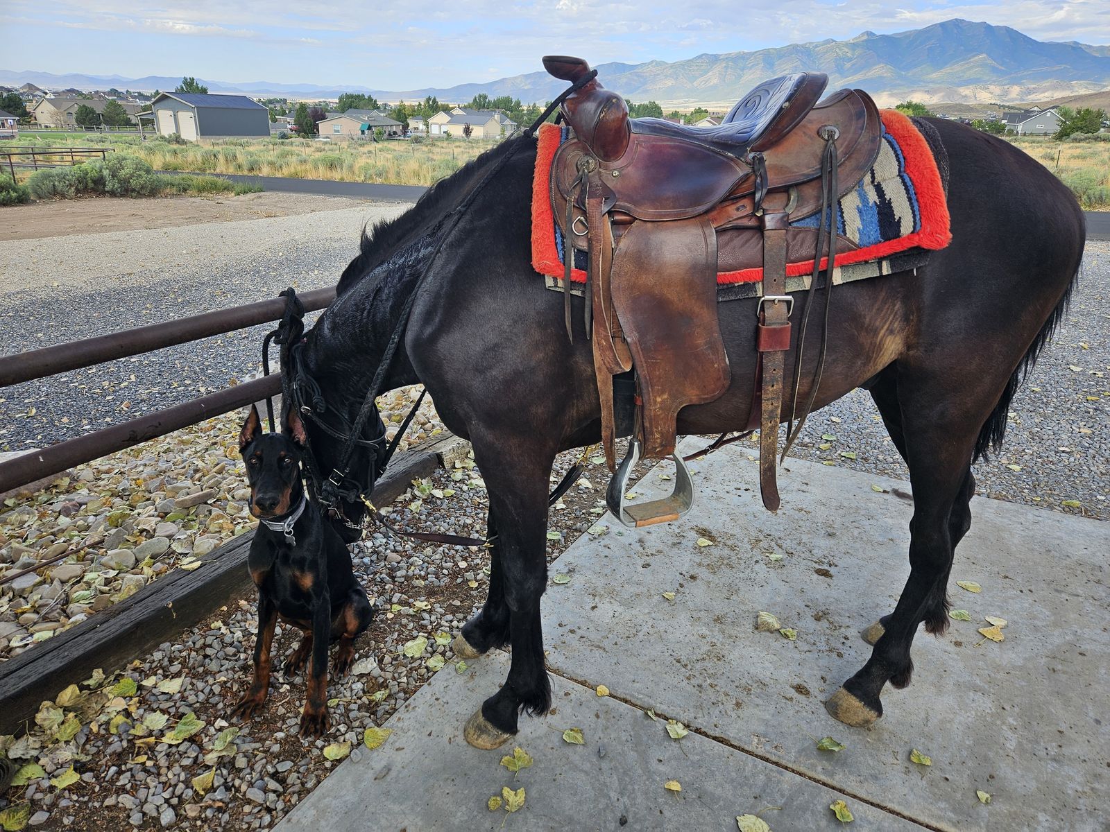 Registered Missouri Fox Trotter