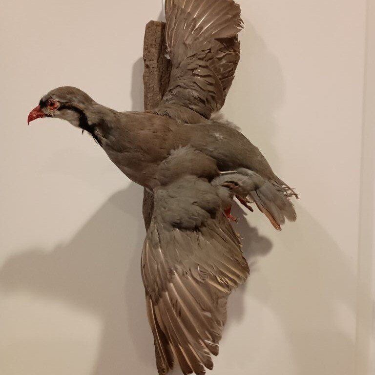 Chukar Partridge taxidermy bird mount