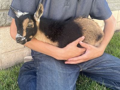 New herd sire