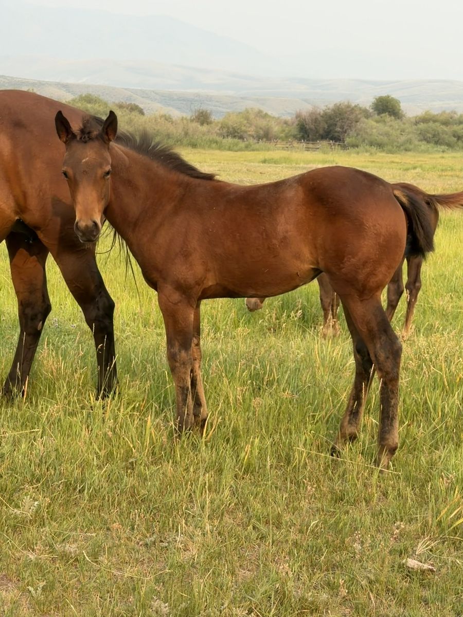 2026 AQHA bay filly, Driftwood & Boon Dox John bred
