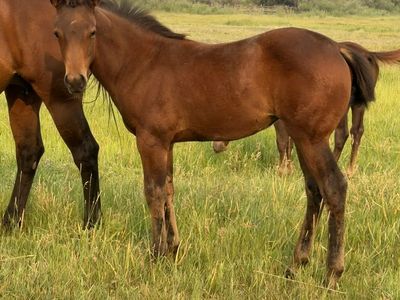 2026 AQHA bay filly, Driftwood & Boon Dox John bred