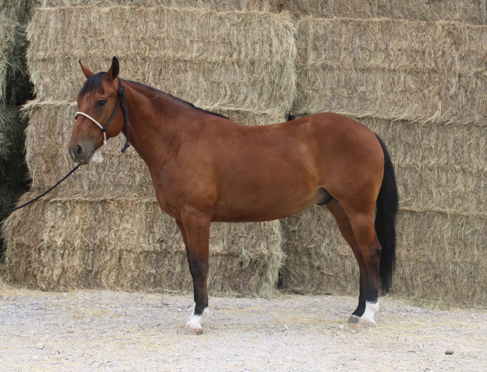 Johnny: 6-Year-Old Bay Gelding