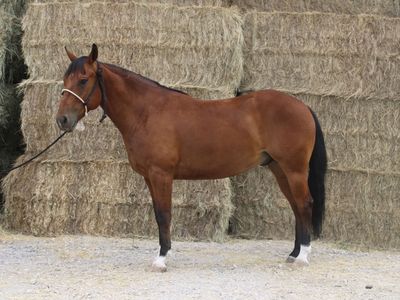 Johnny: 6-Year-Old Bay Gelding
