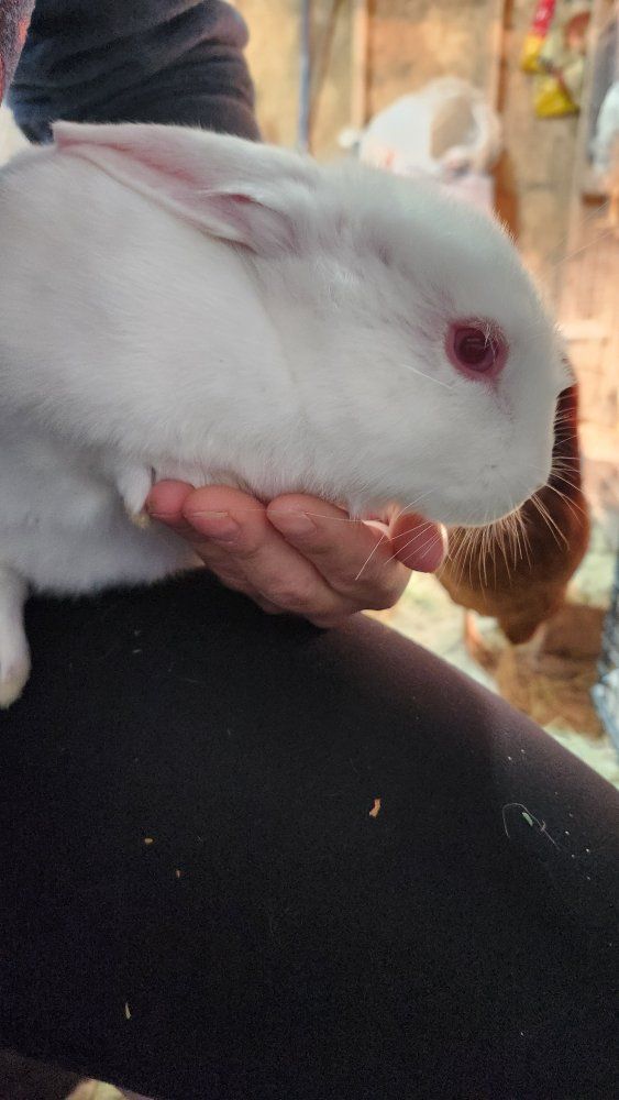 Newzeland rabbits