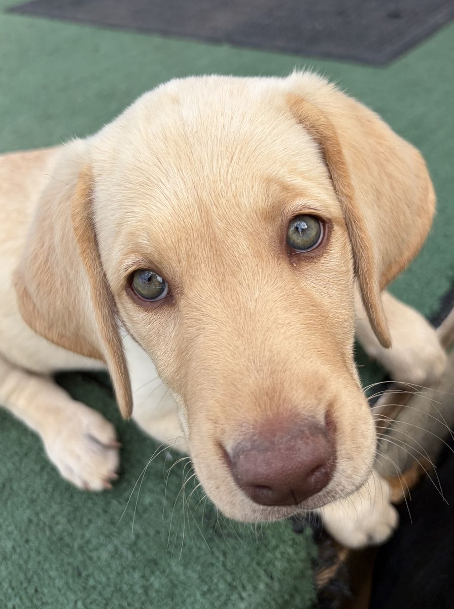 Exquisite Champagne Colored AKC Female Labrador Retriever