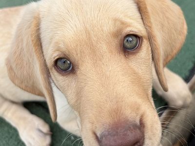 Exquisite Champagne Colored AKC Female Labrador Retriever