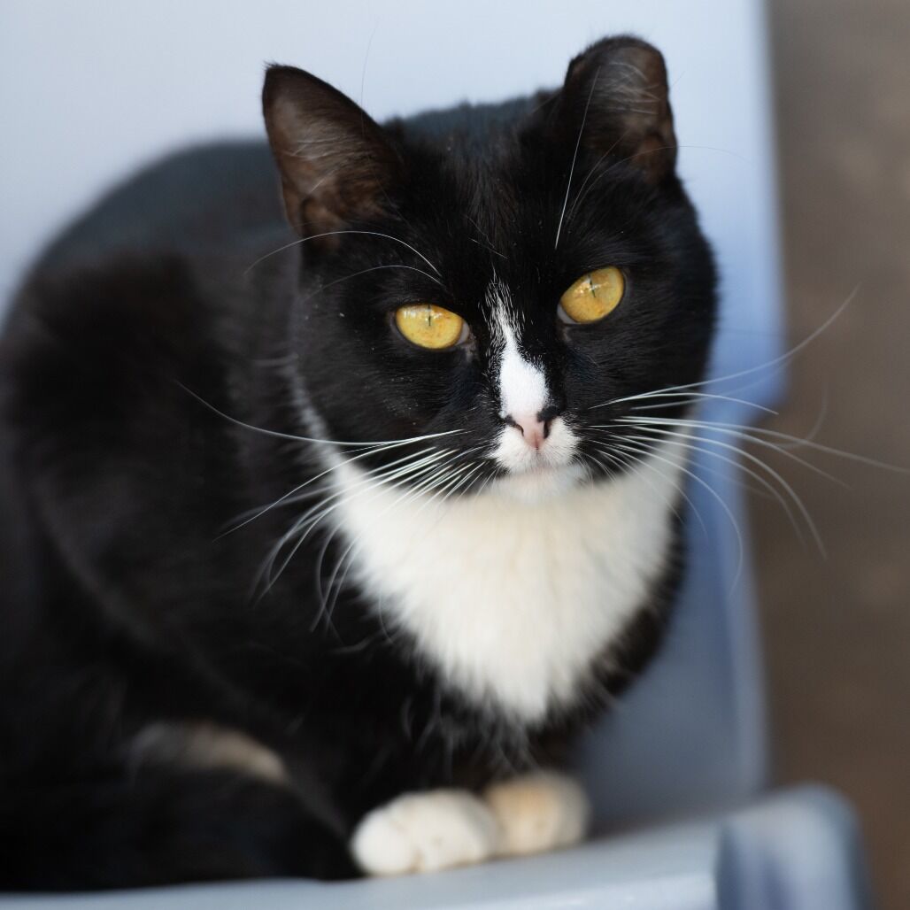 Hello my name is Hera