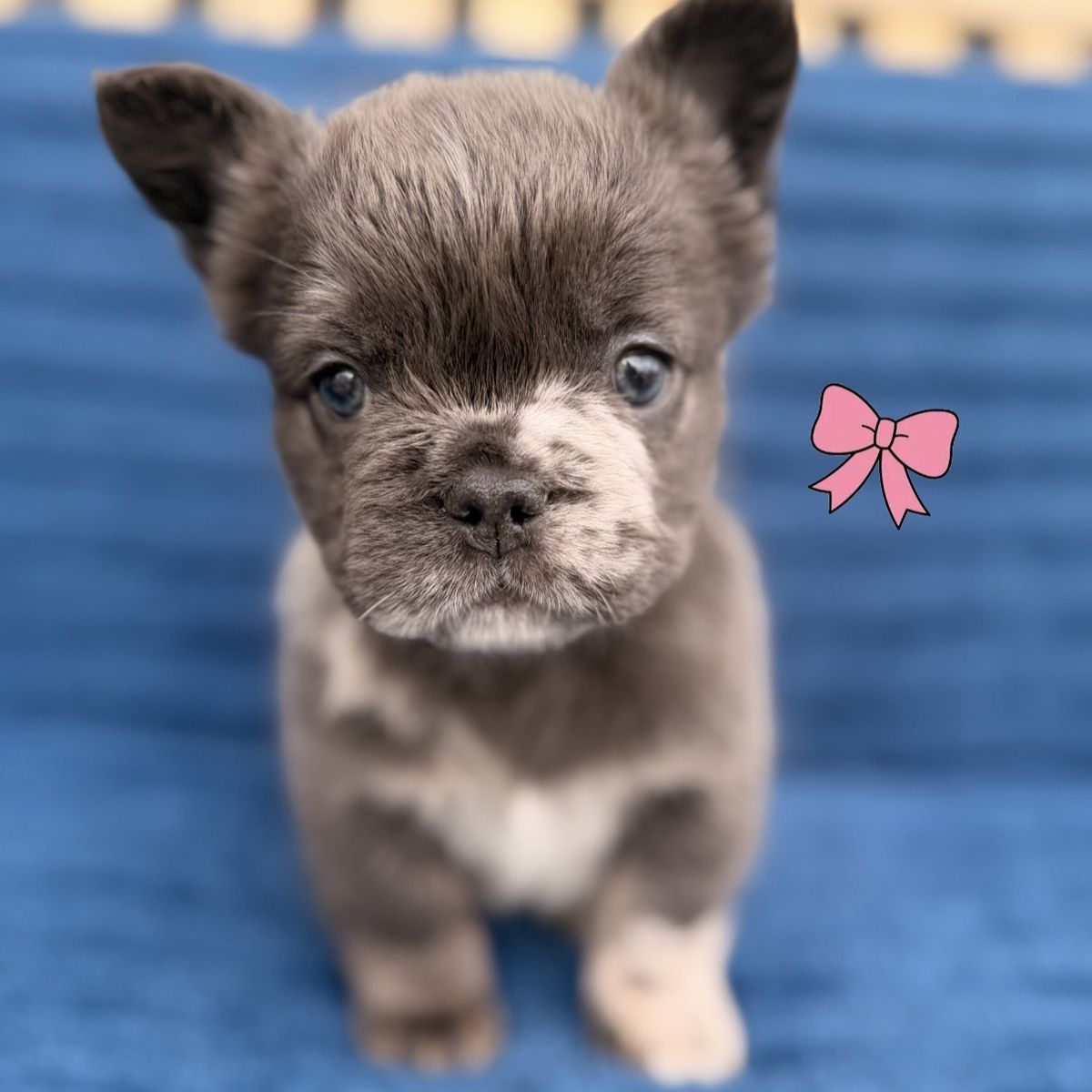 Fluffy Frenchie Puppies