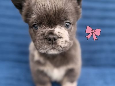 Fluffy Frenchie Puppies
