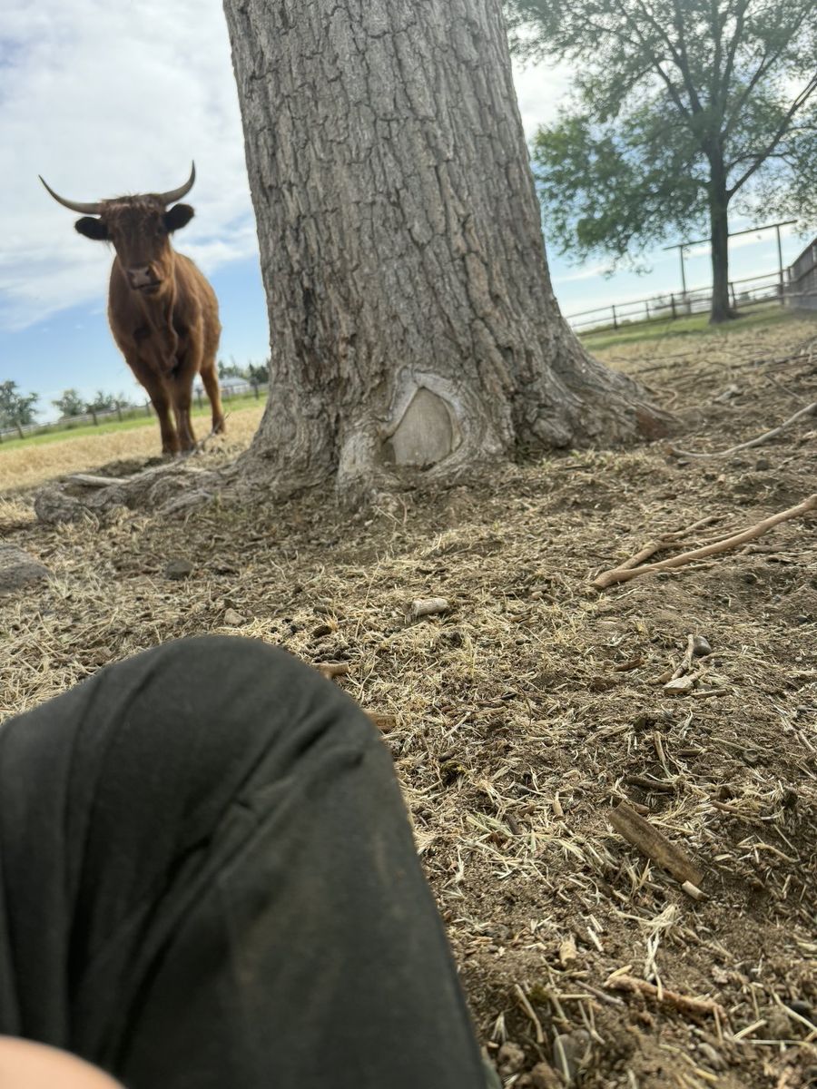 Friendly Highland Cow for Sale - Perfect Pet or Starter Cow!