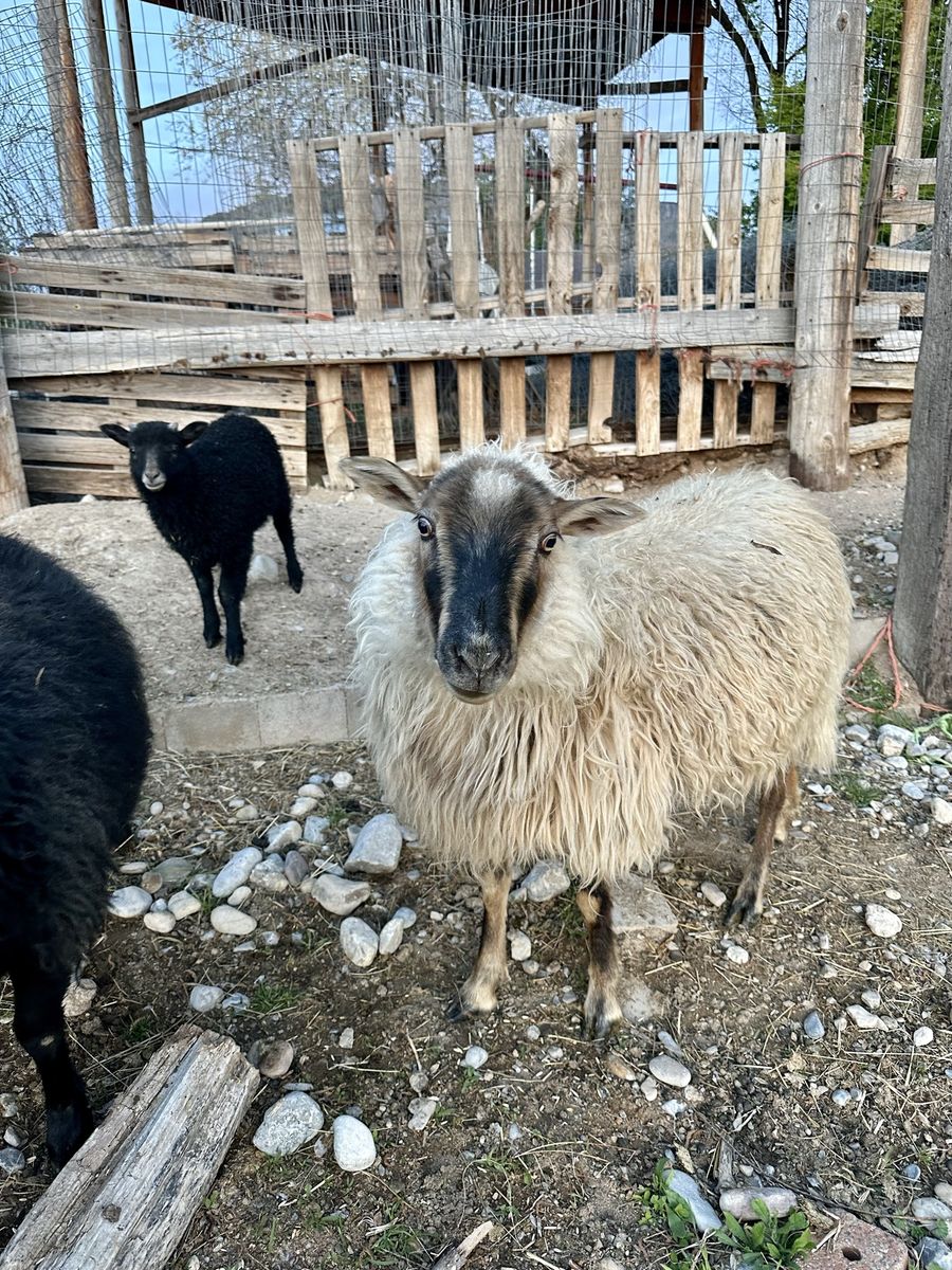 Icelandic Cross Ewe