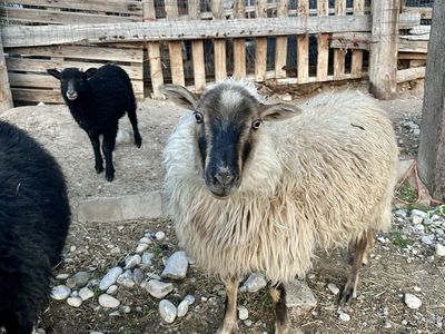 Icelandic Cross Ewe