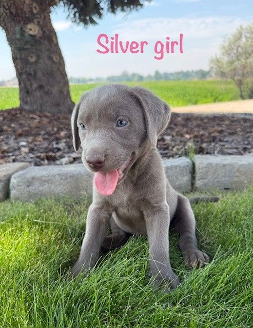 Adorable AKC Charcoal and Silver lab puppies