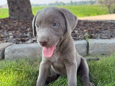 Adorable AKC Charcoal and Silver lab puppies