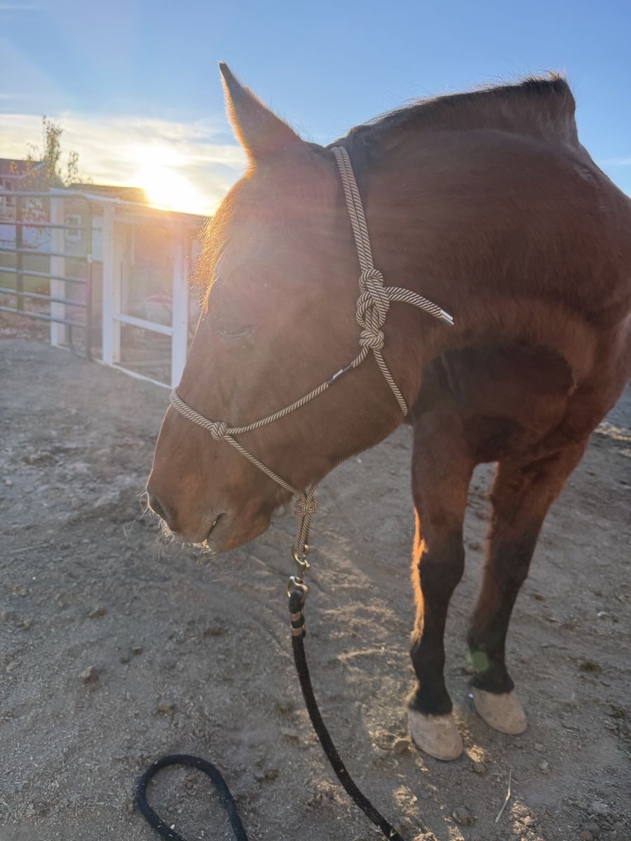 Gentle Grade Gelding