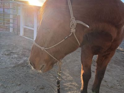 Gentle Grade Gelding
